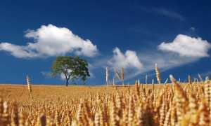 Campo agricoltura spighe grano