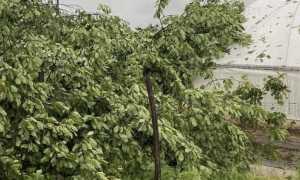 Danni tempesta Gattico 2