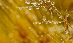 Pioggia agricoltura spiga