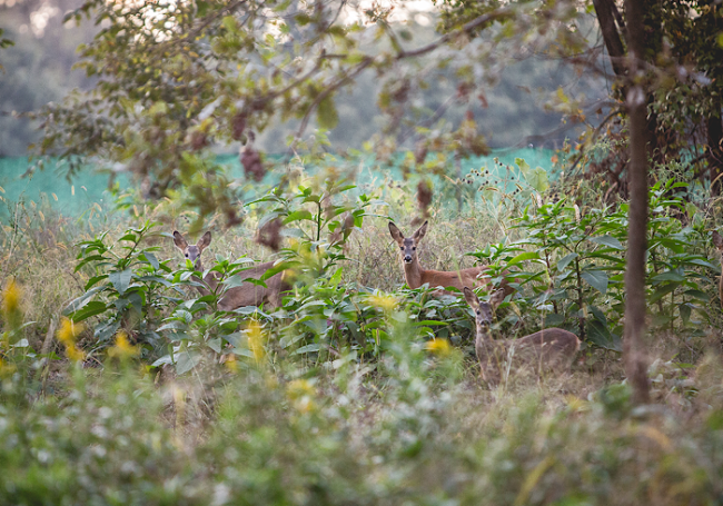 Rifugio miletta cerbiatto