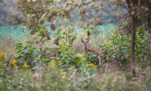 Rifugio miletta cerbiatto