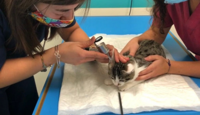 Schermata 2020 12 06 alle 12.16.34