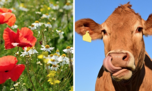 Schermata 2025 07 03 alle 12.26.11