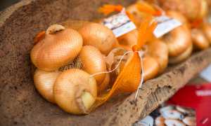 Slow food Cipolla bionda