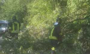 Vigili del fuoco Alberi