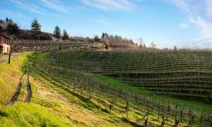 Vigneti Bramaterra Alto Piemonte