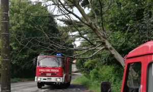 agrate albero temporale