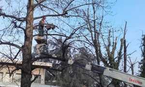 alberi potature