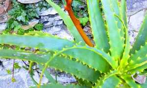 aloe miasino