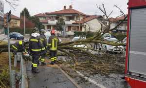 borgoman albero