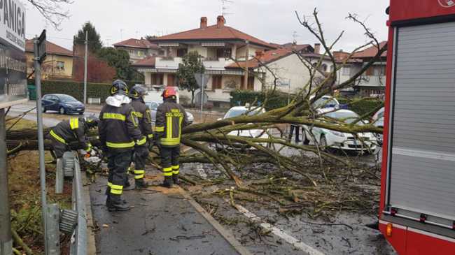 borgoman albero