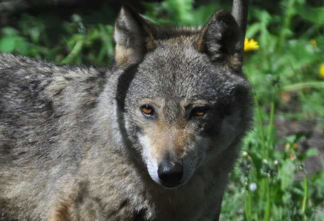 c4119 Lupo 1 foto Berton small