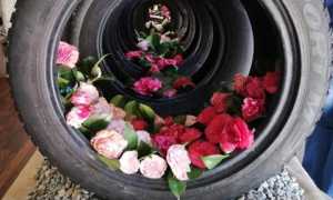 camelia 1