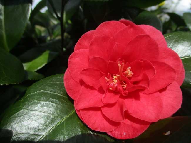 camelia