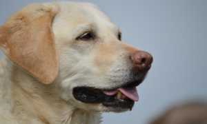 cane