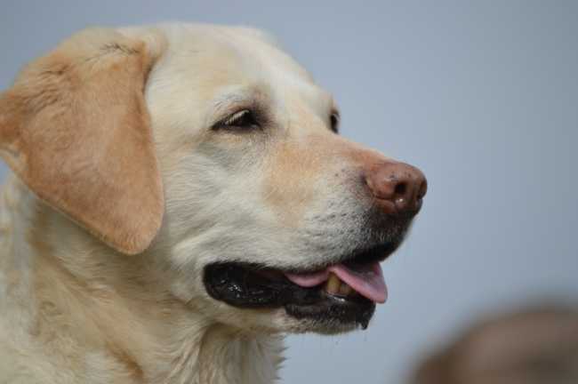 cane