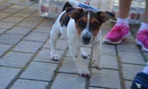 cane
