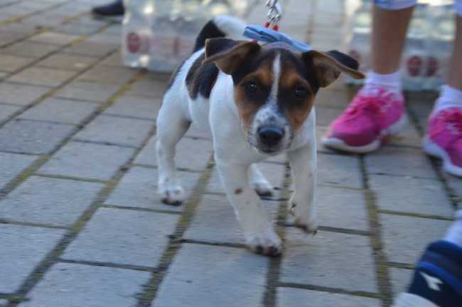cane