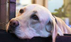cane sguardo
