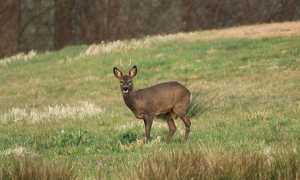 capriolo