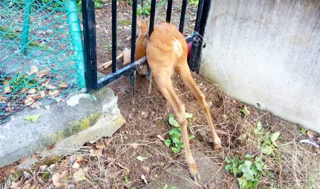 capriolo incastrato cancello