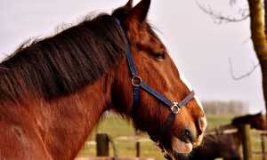 cavallo