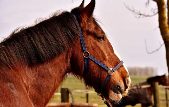 cavallo