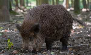 cinghiale