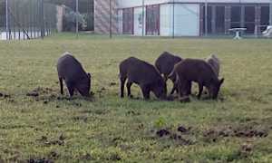 cinghiali s maurizio