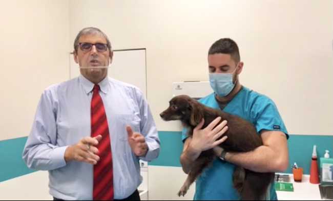 ciurleo zampa cane mascherina