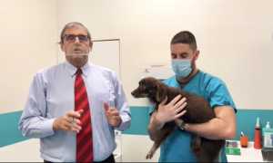 ciurleo zampa cane mascherina