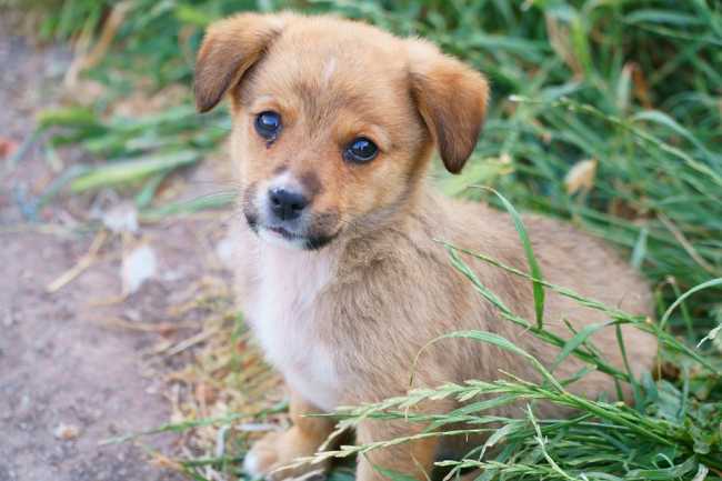 cucciolo
