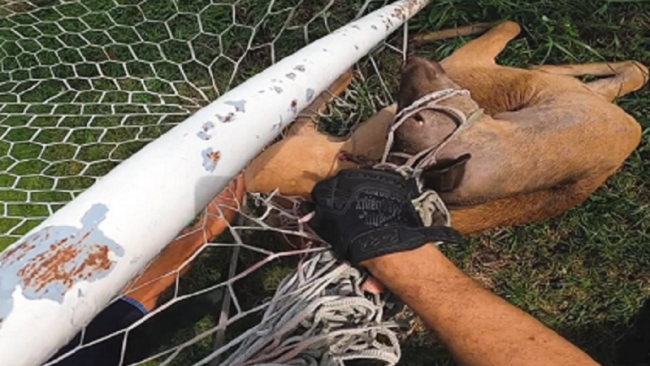 daino nella rete di vaprio