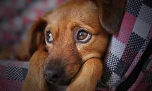 dog 3071334 640