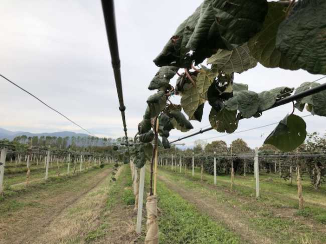 doppia ala gocciolante su kiwi