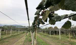 doppia ala gocciolante su kiwi