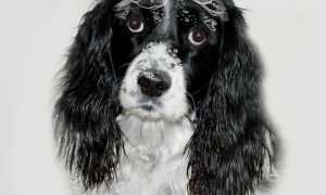 english springer spaniel 1123338 640