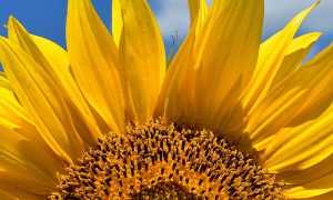 estate girasole