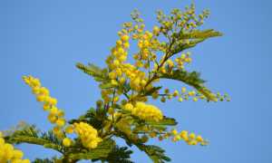 fiore mimosa