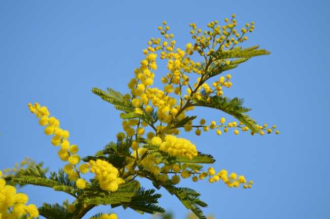 fiore mimosa
