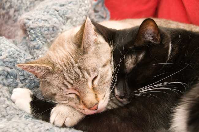 gatti foto