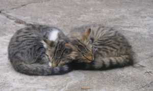 gatti foto