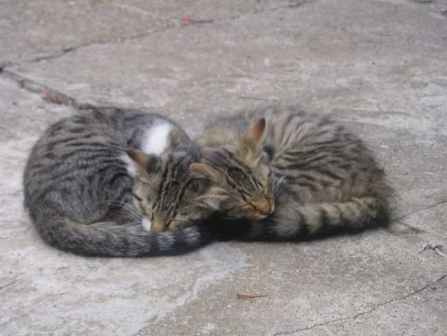 gatti foto