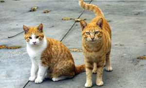 gatti