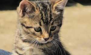 gatto foto