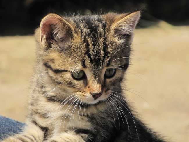 gatto foto