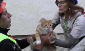 gatto genova