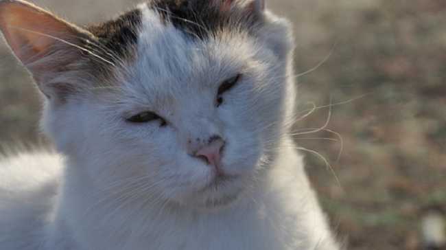 gatto