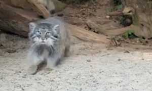gatto manul agrate.peg