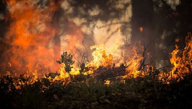 incendio bosco